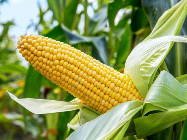 玉米苗大小不同，什么时候打水溶肥合适？