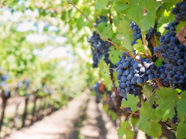 施用水溶肥需要注意的问题都有那些？