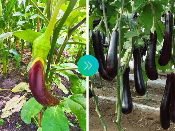 茄子效果对比
