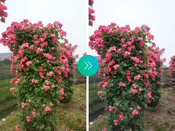 月季花效果对比