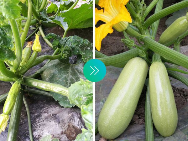 西葫芦效果对比