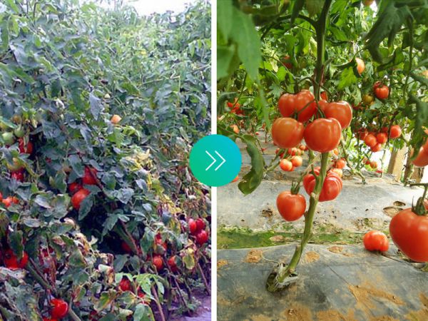 西红柿效果对比