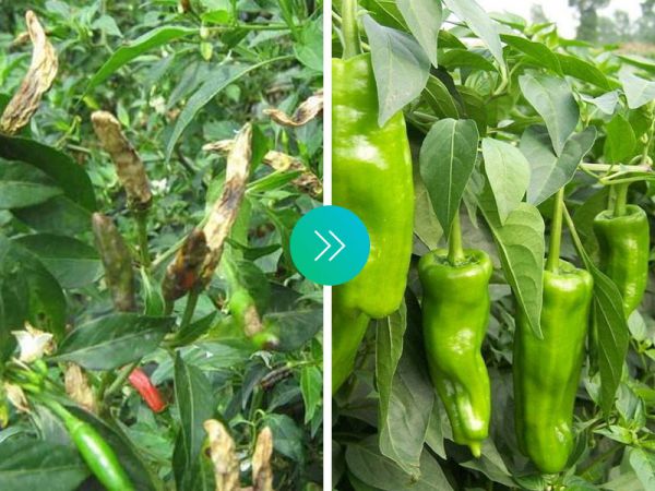 辣椒效果对比