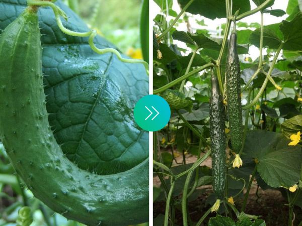 黄瓜效果对比