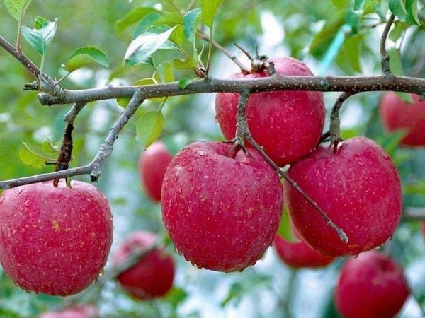 苹果种植户增产增收