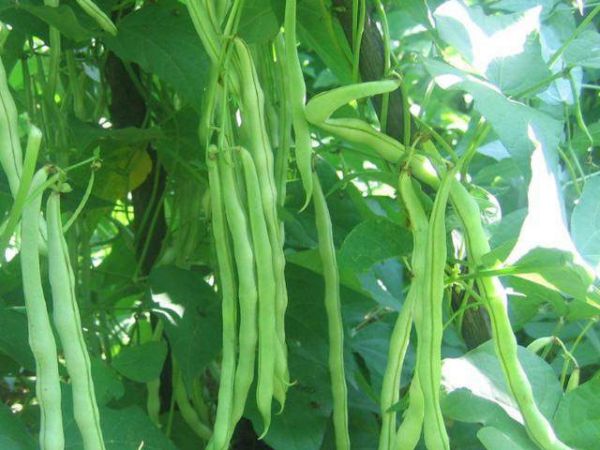 芸豆种植户增产增收