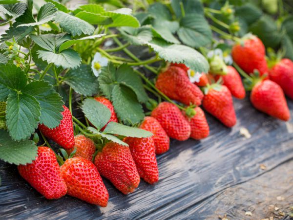 草莓种植户增产增收