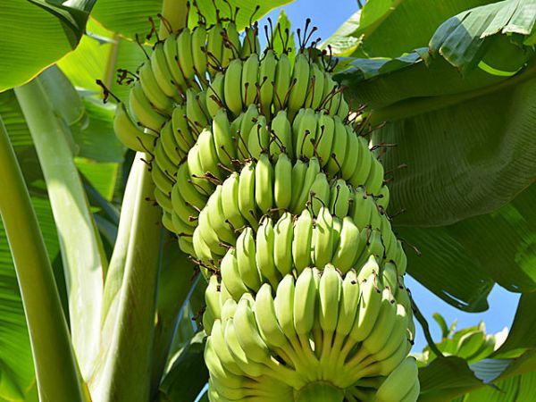 香蕉种植户增产增收