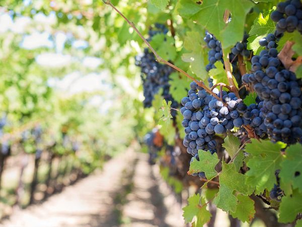 葡萄种植户增产增收