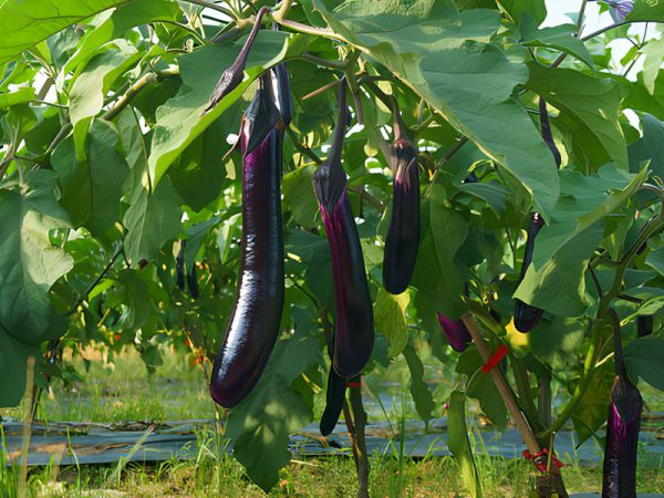 作物中微量元素缺乏原因及补充的必要性分析